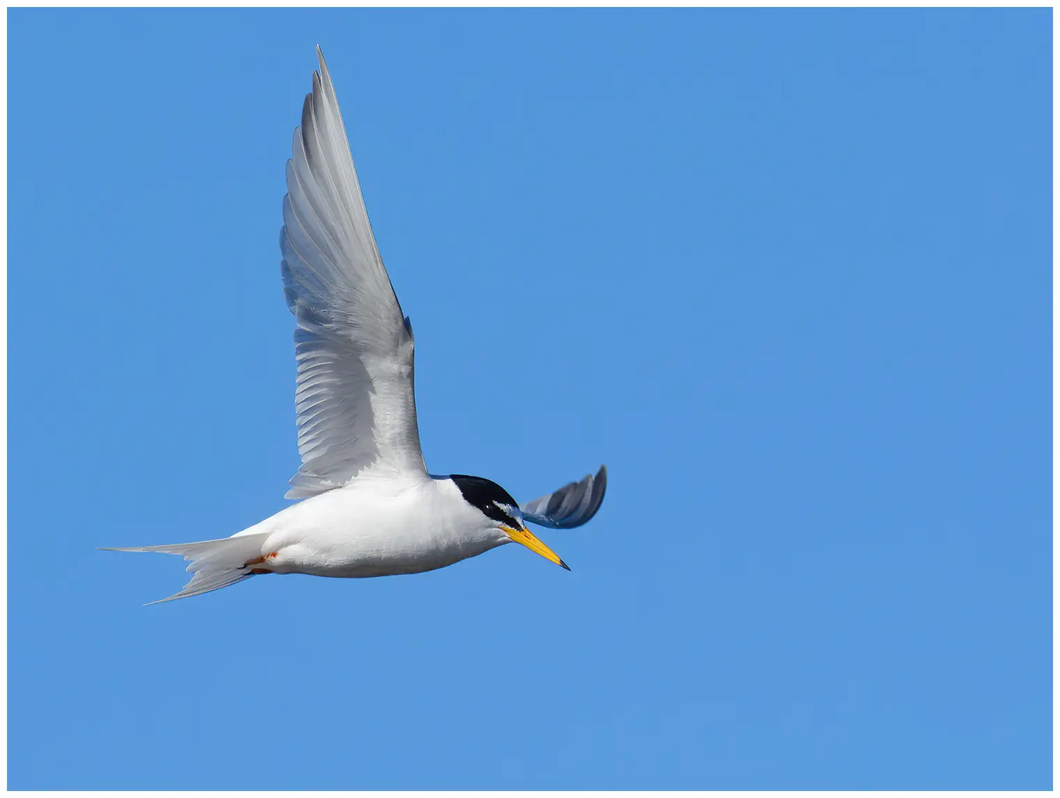 Little Tern