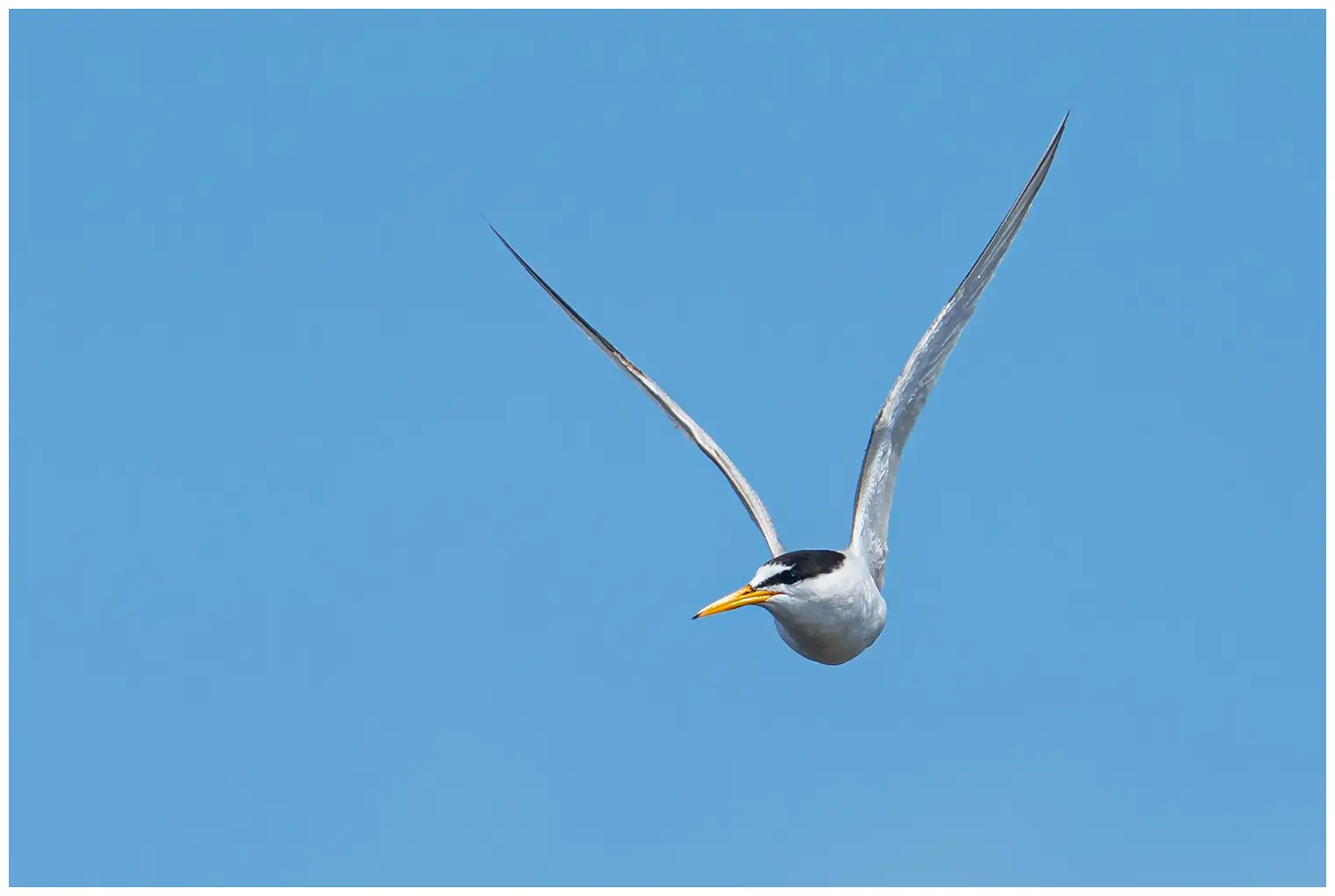Little Tern
