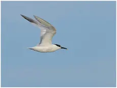 Sandwich Tern