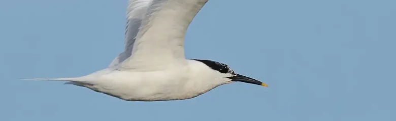 Sandwich Tern
