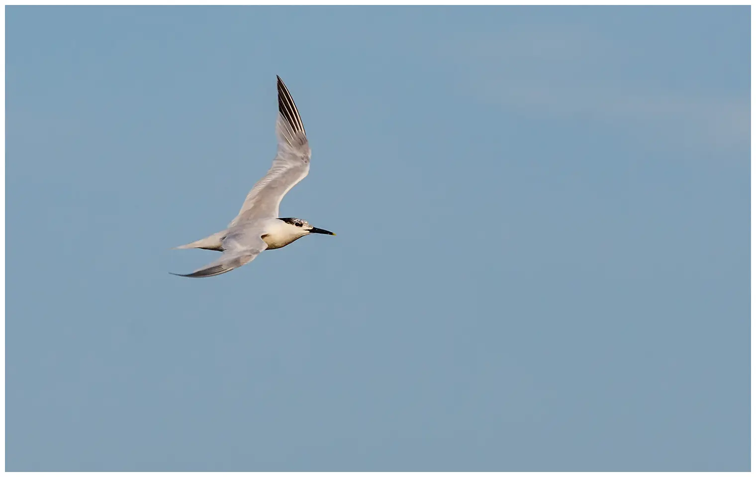 Sandwich Tern