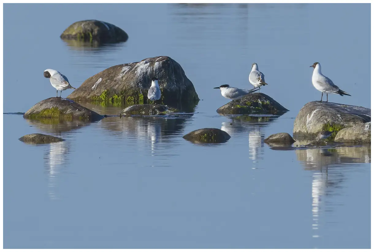 Sandwich Tern