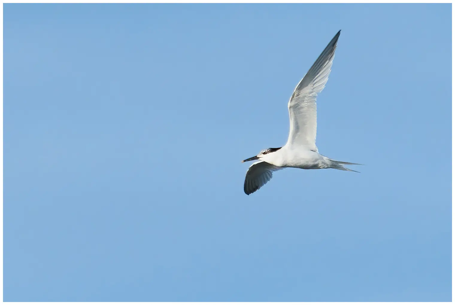 Sandwich Tern