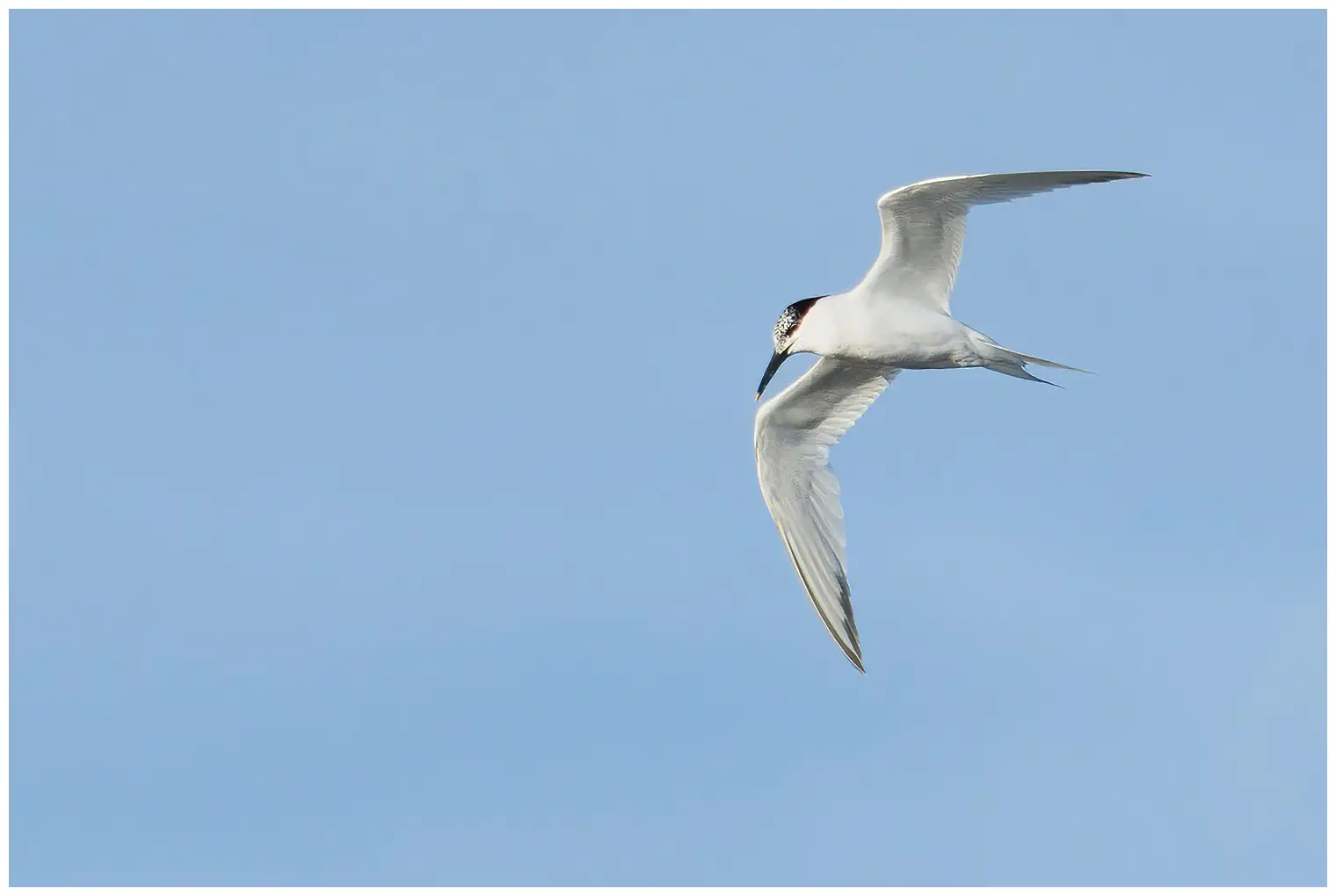 Sandwich Tern