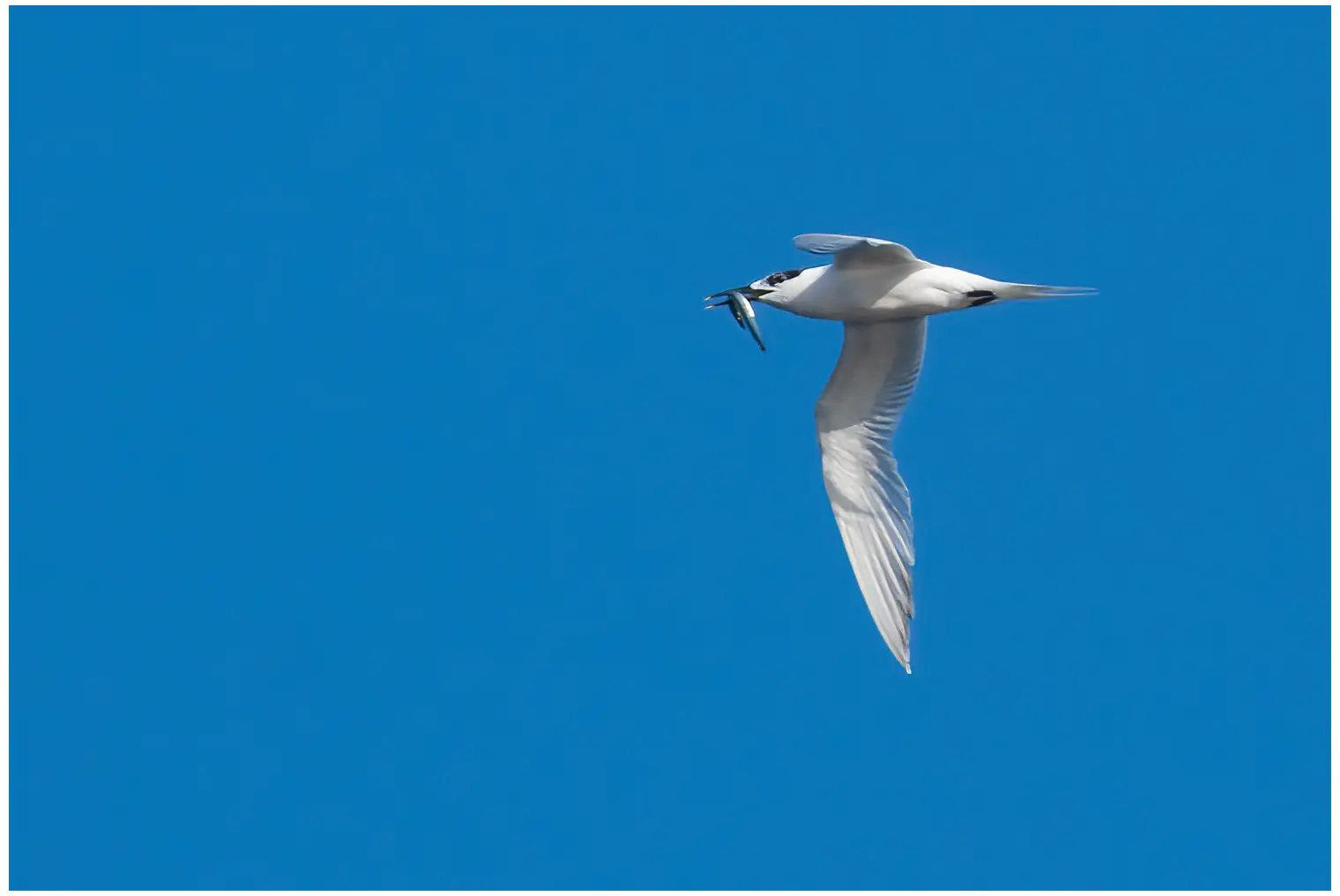 Sandwich Tern