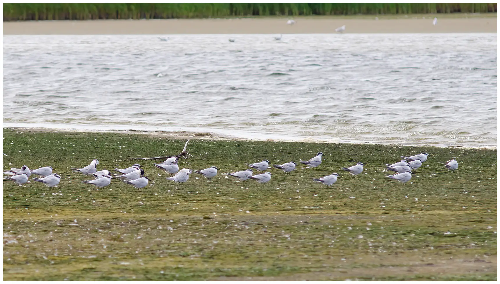 Sandwich Tern