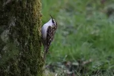 Tree-Creeper