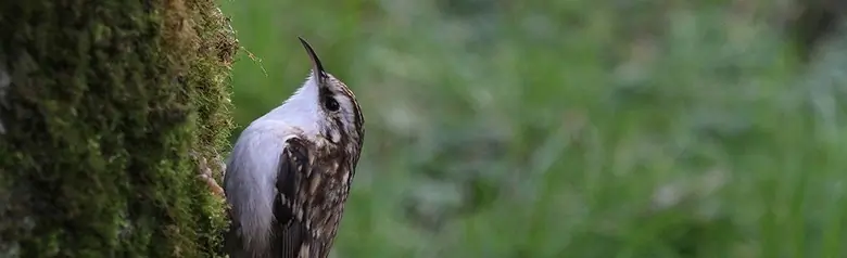 Tree-Creeper