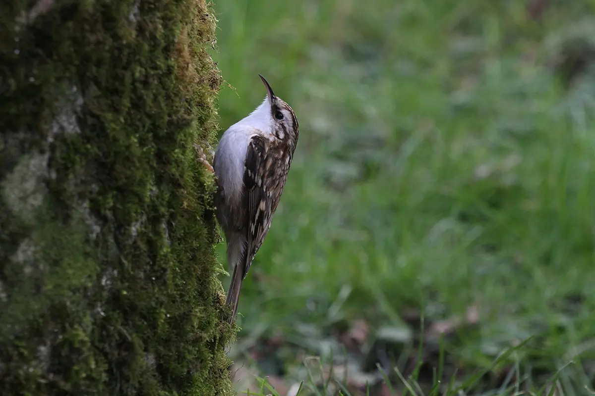Tree-Creeper