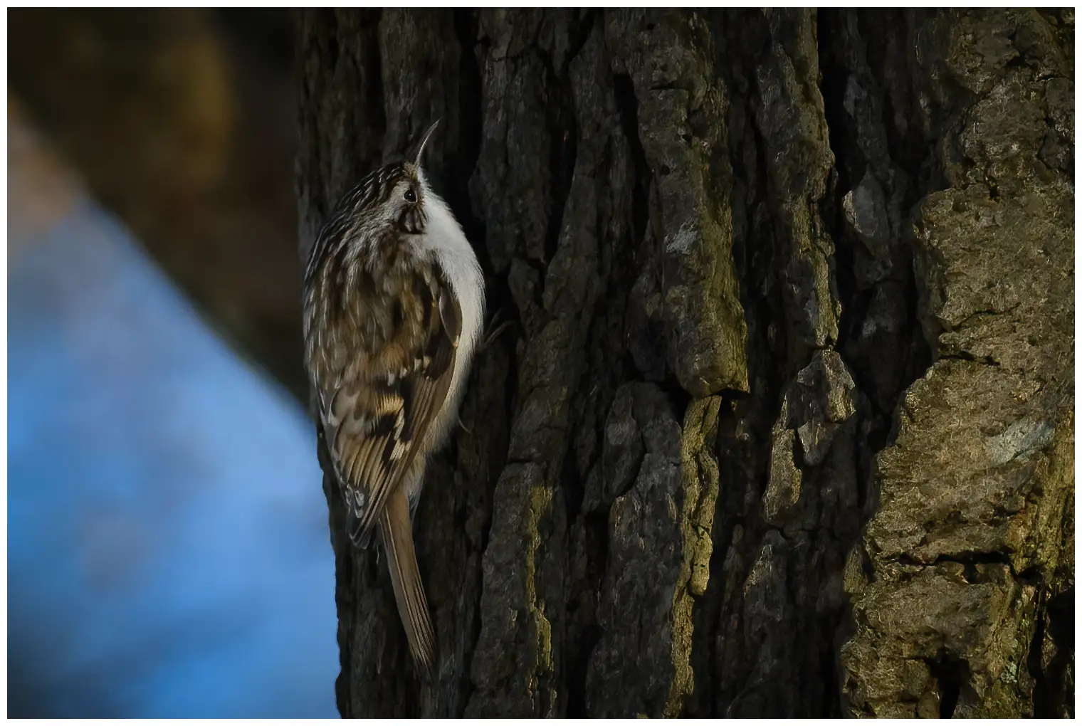 Tree-Creeper
