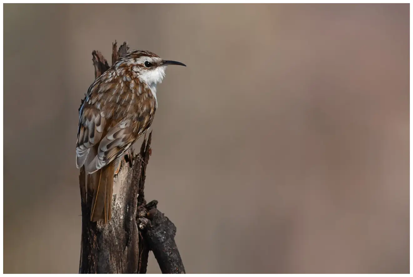 Tree-Creeper