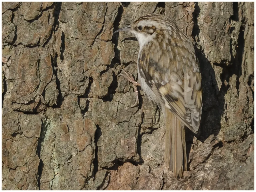 Tree-Creeper
