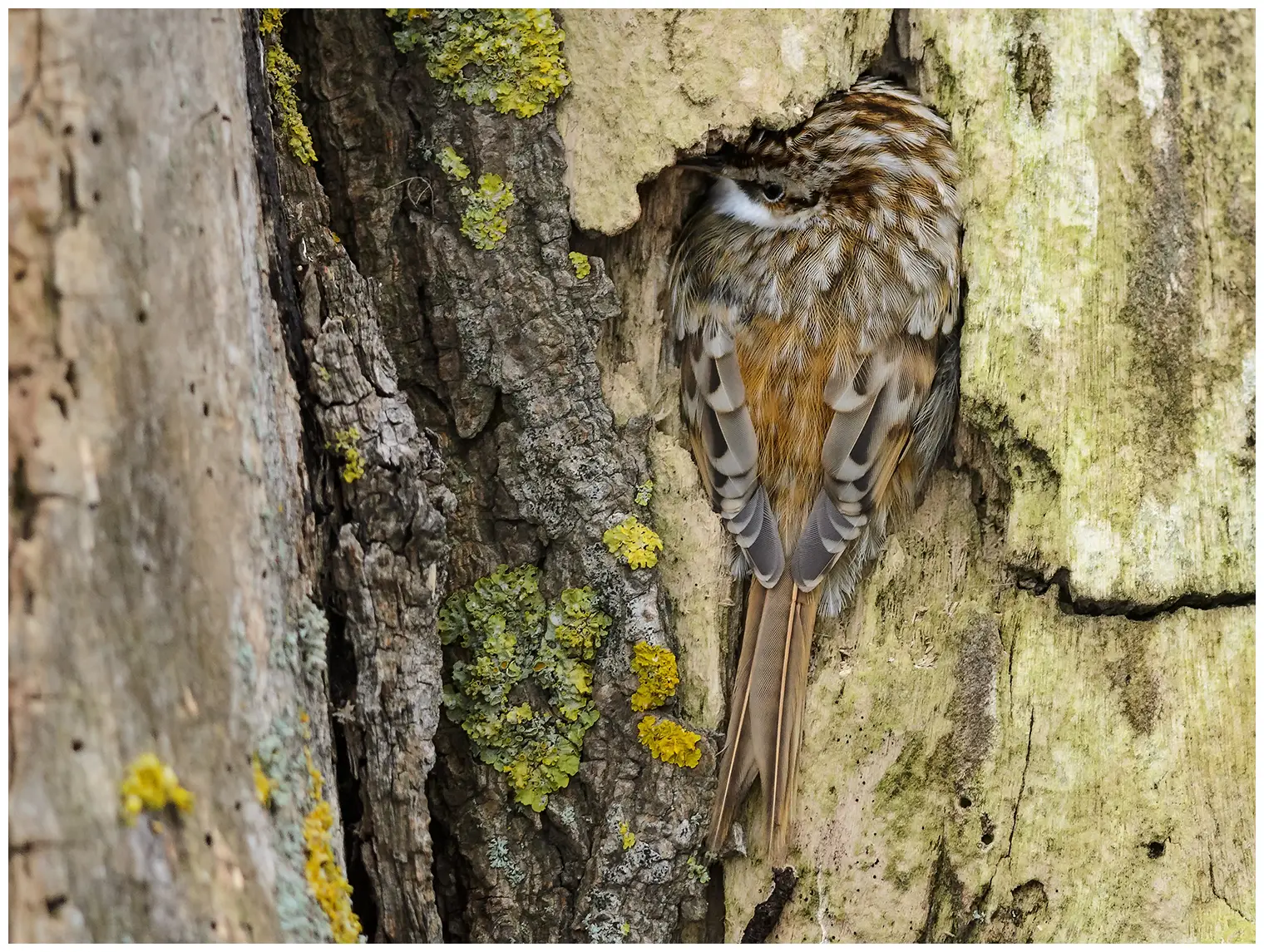 Tree-Creeper