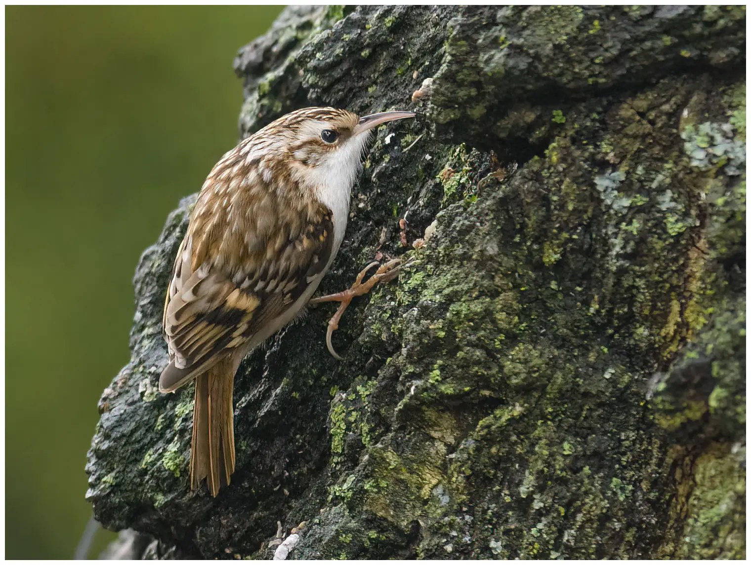 Tree-Creeper