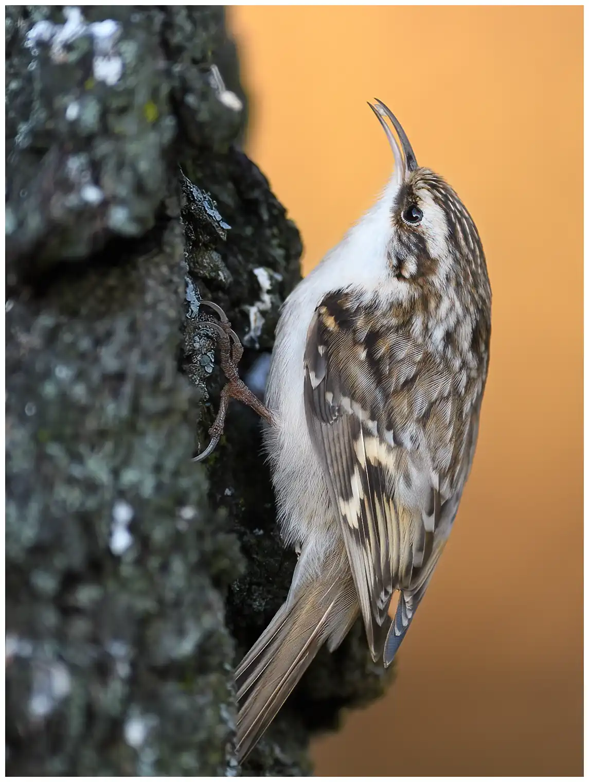 Tree-Creeper
