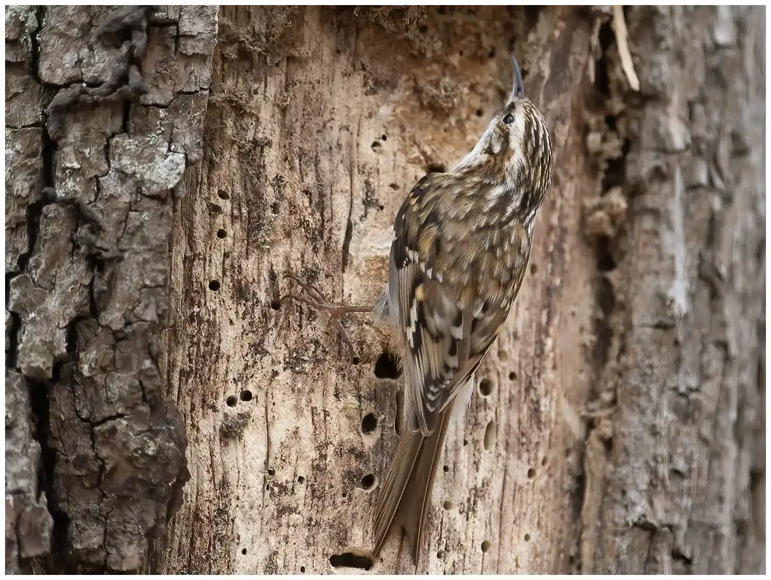 Tree-Creeper