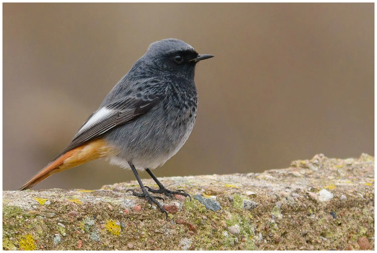 Black Redstart