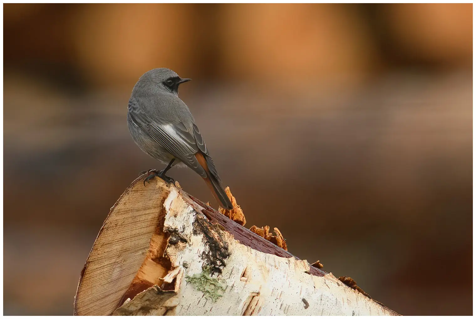 Black Redstart
