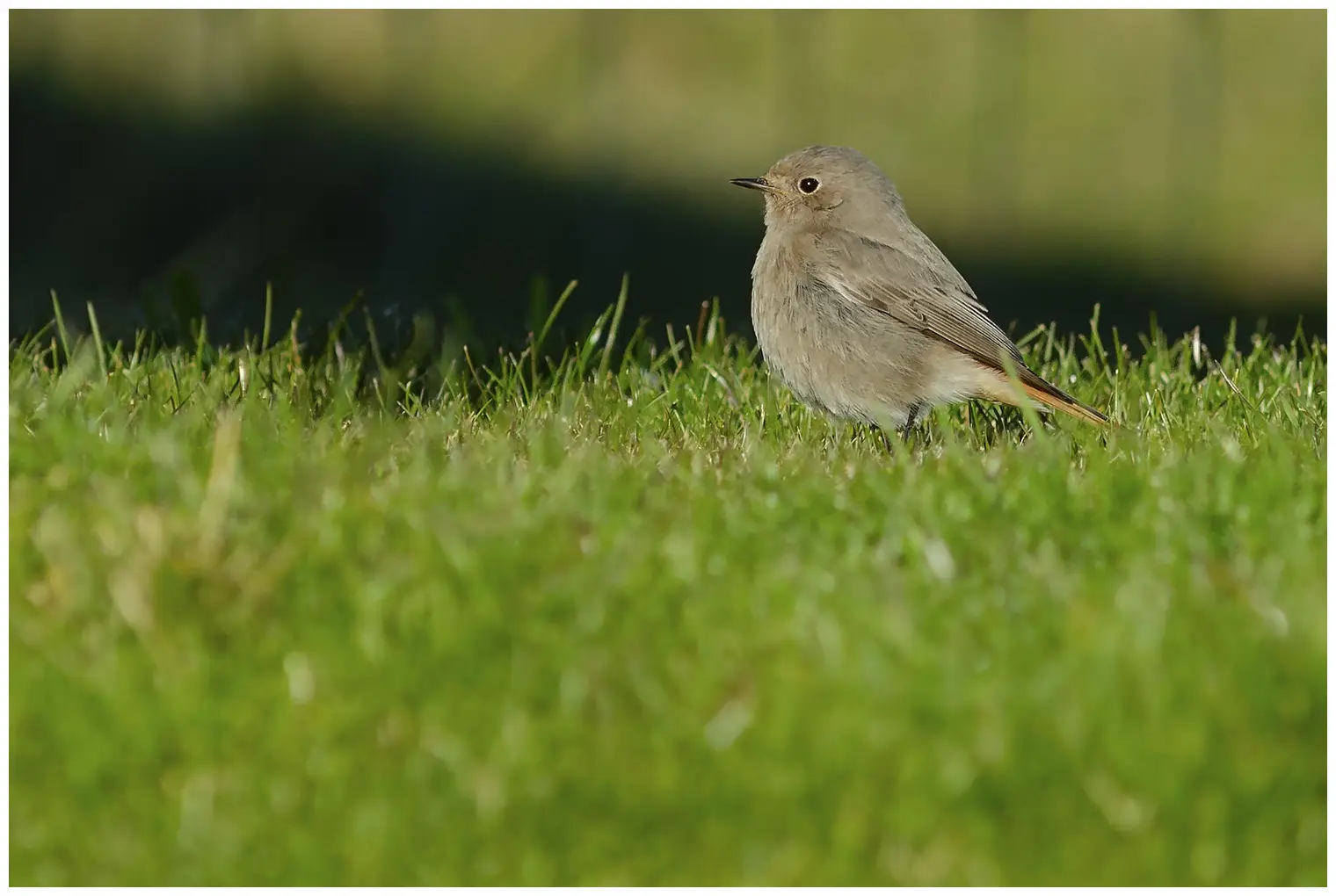 Black Redstart