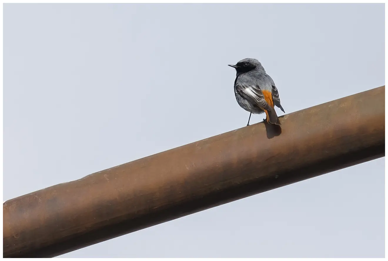 Black Redstart