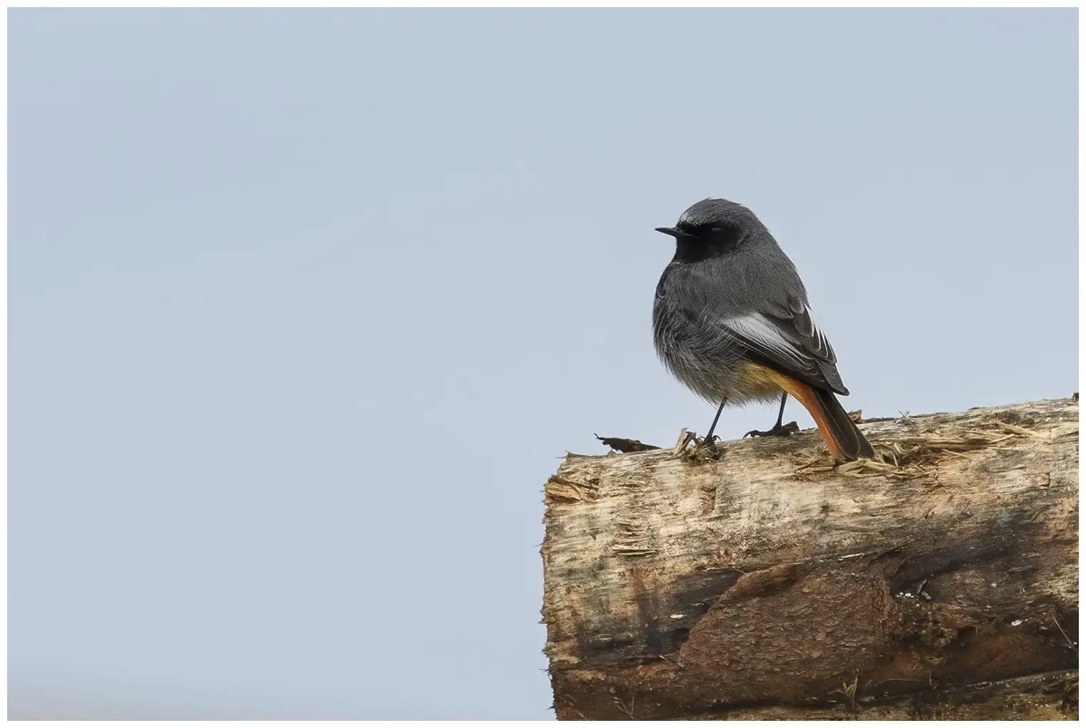 Black Redstart
