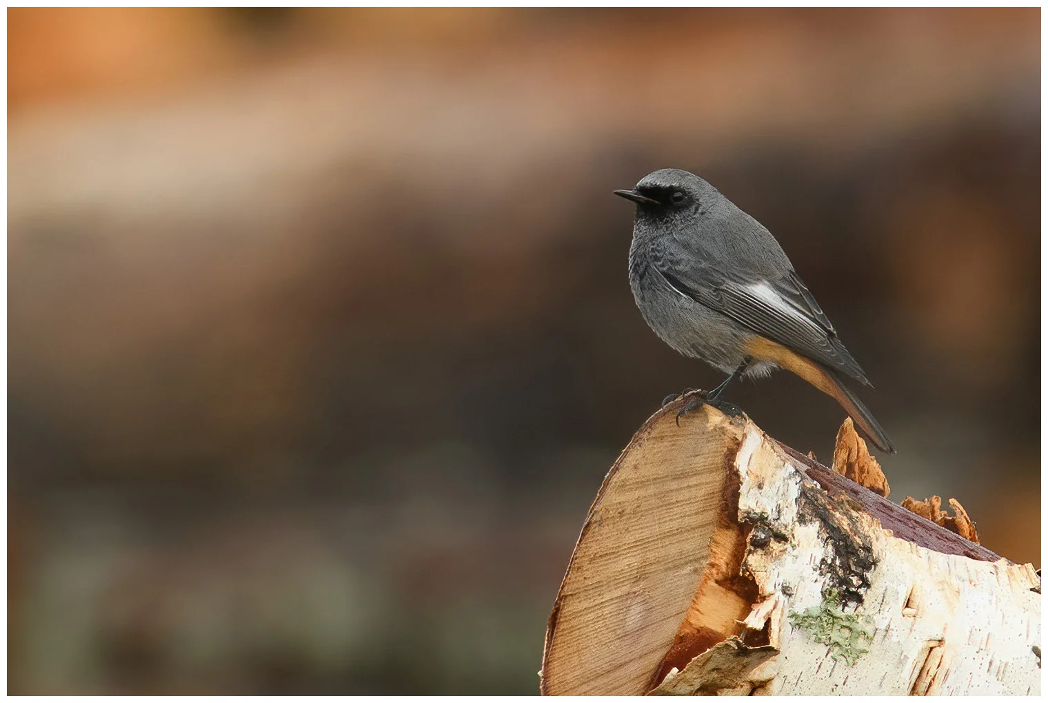 Black Redstart