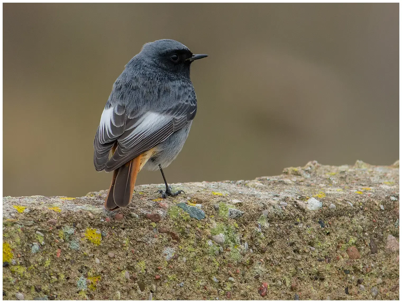Black Redstart