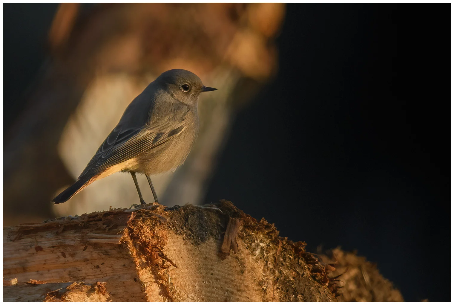 Black Redstart