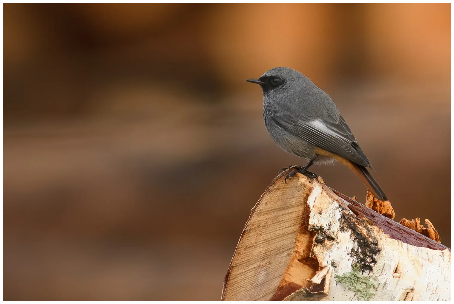 Black Redstart