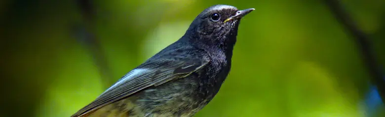 Black Redstart. Sitting on a branch tip in the forest. A dark bird with a reddish-brown underside of the tail.