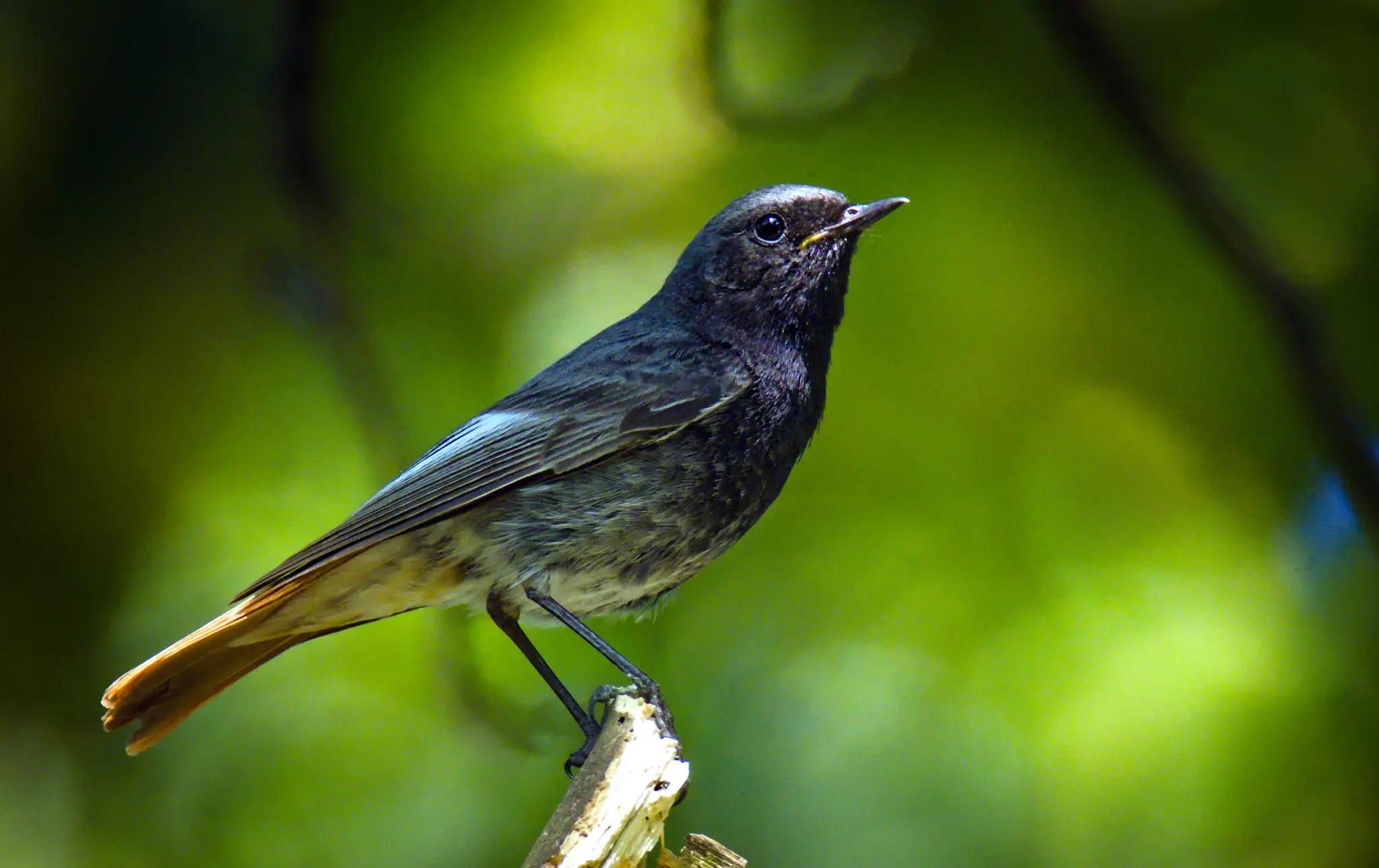 Black Redstart. Sitting on a branch tip in the forest. A dark bird with a reddish-brown underside of the tail.