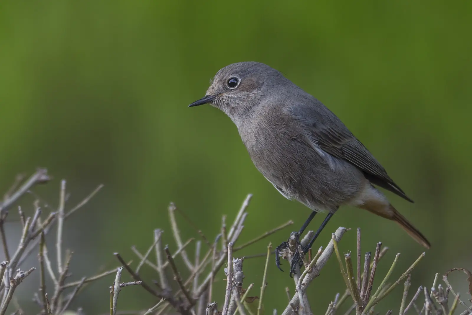 Black Redstart