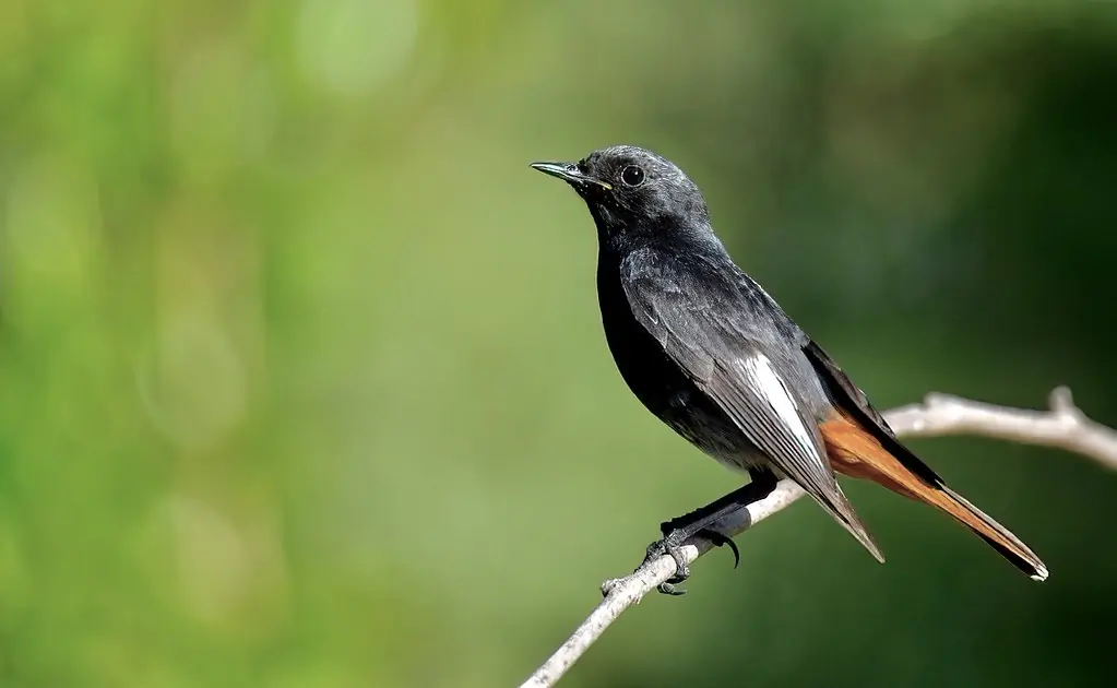Black Redstart