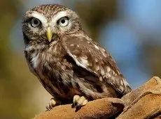 Little Owl
