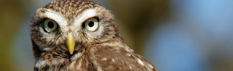 Little Owl