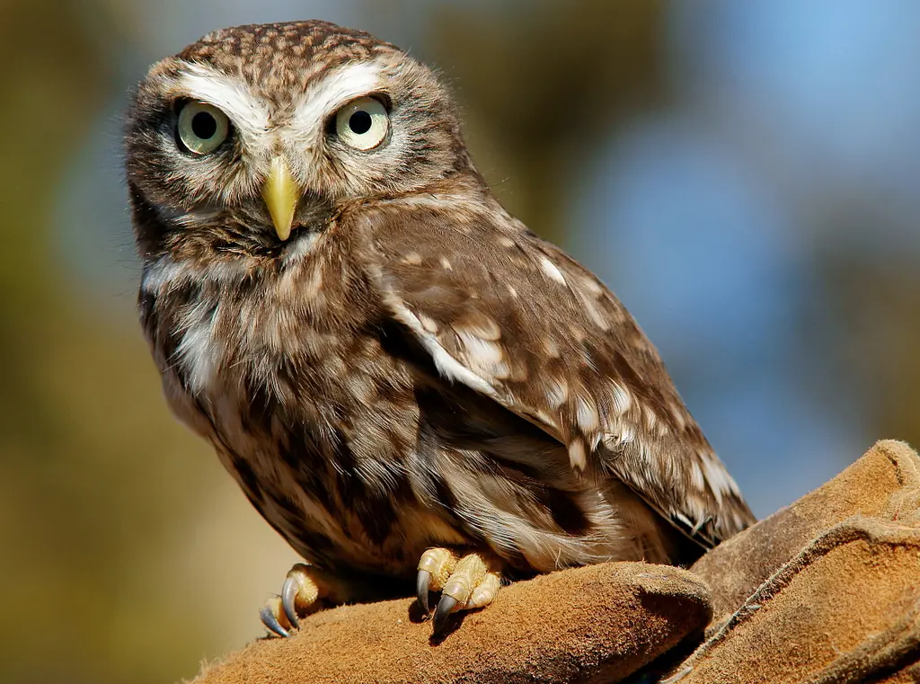 Little Owl