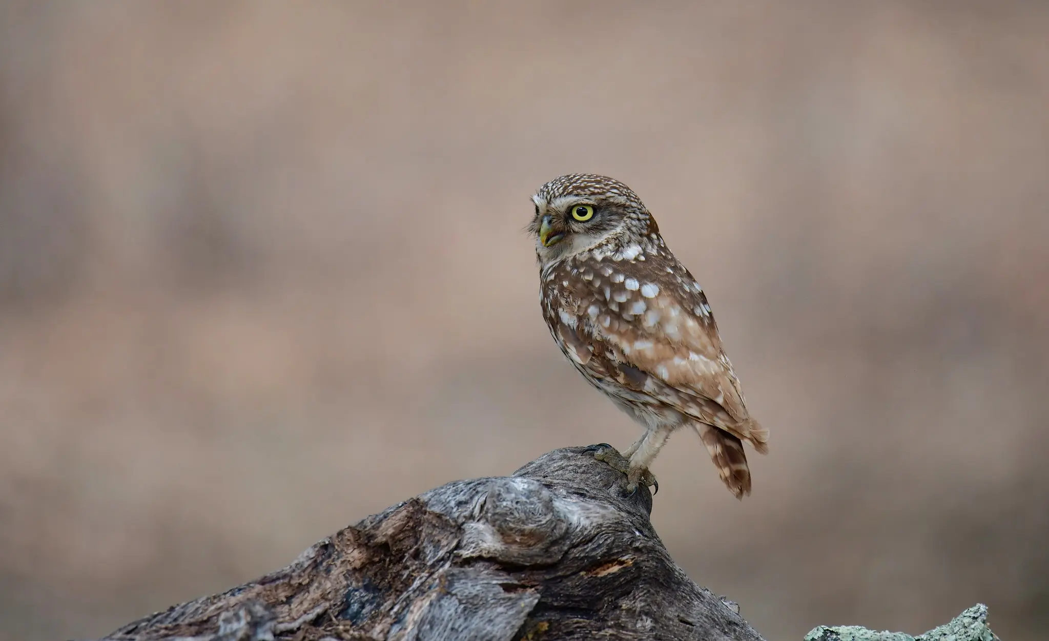 Little Owl