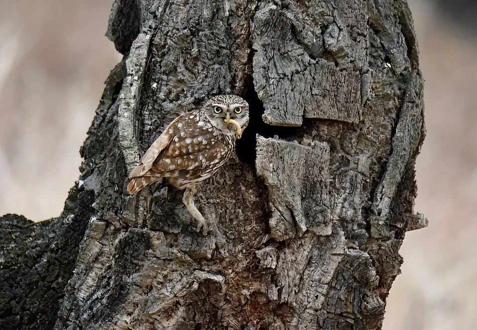 Little Owl