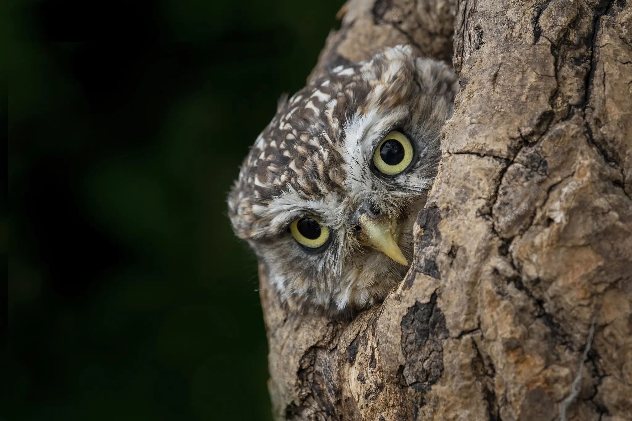 Little Owl