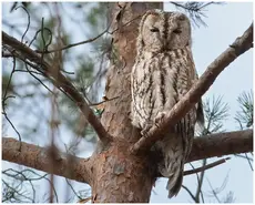Tawny Owl