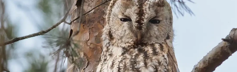 Tawny Owl