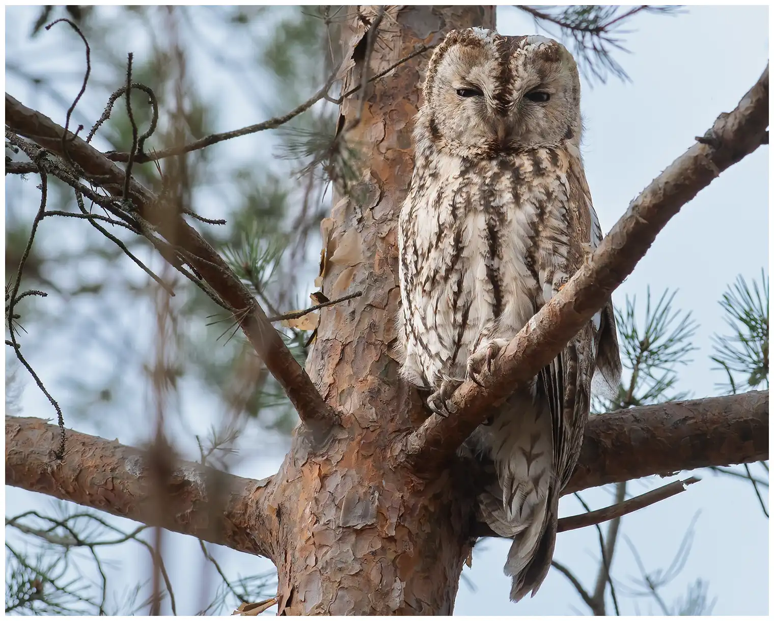 Tawny Owl