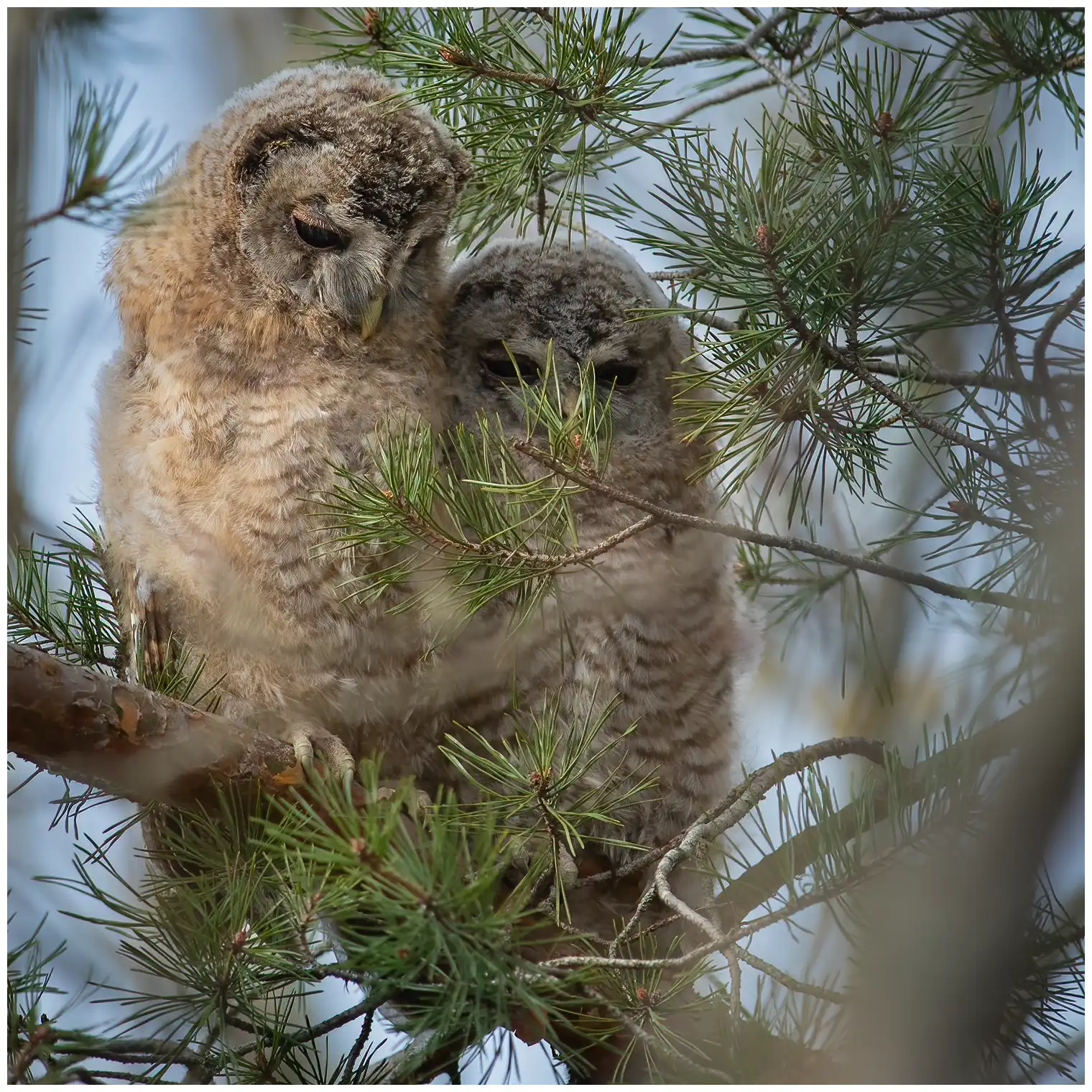 Tawny Owl