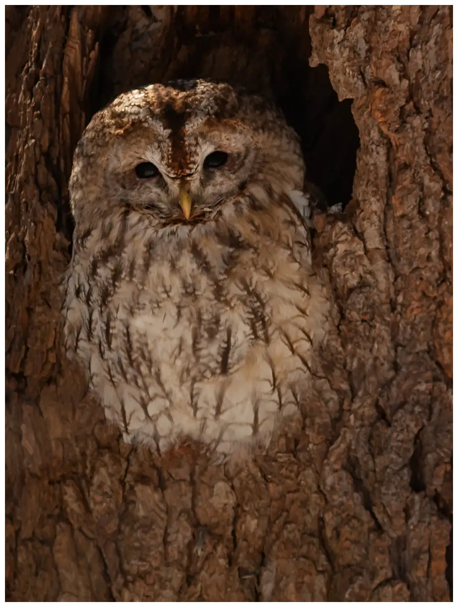 Tawny Owl