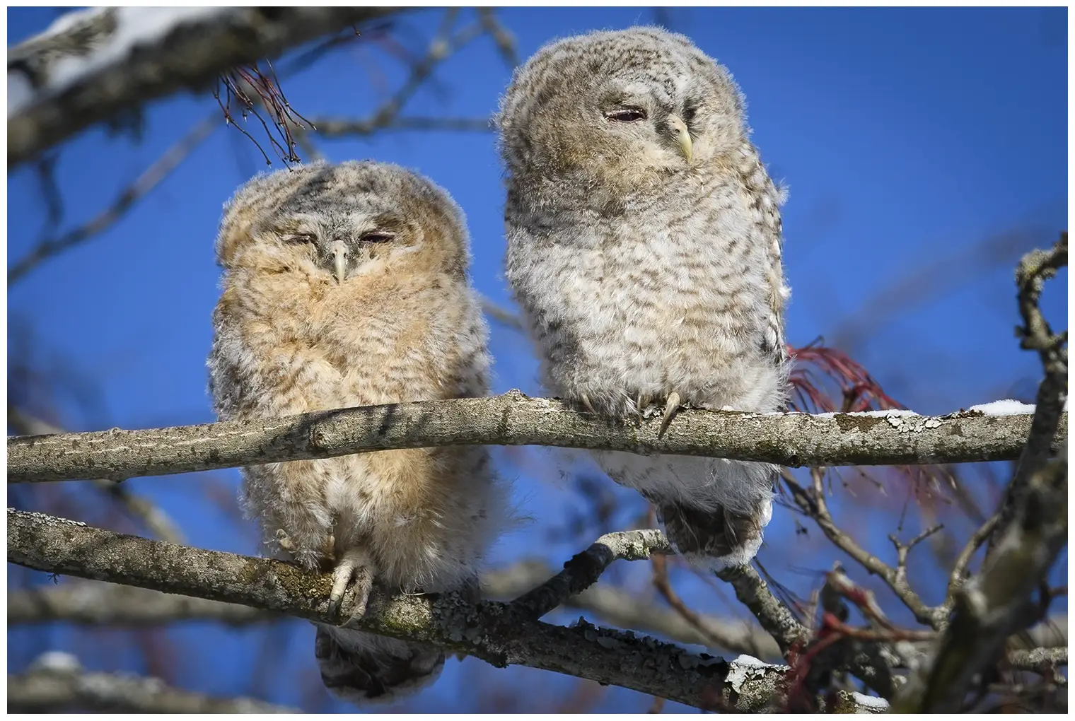 Tawny Owl