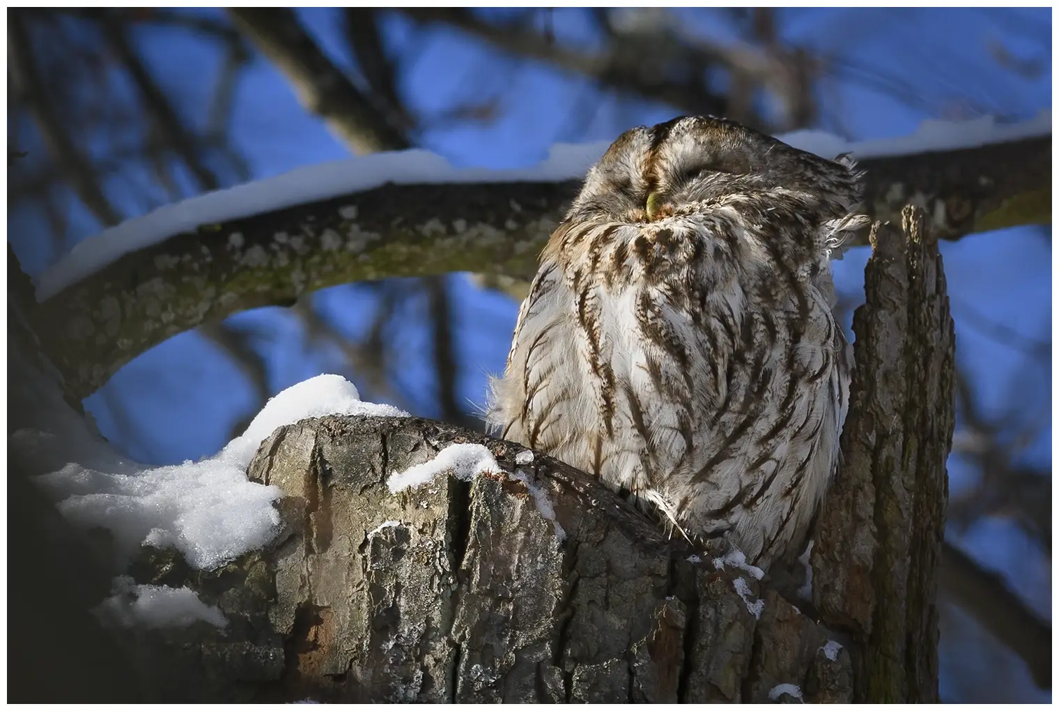 Tawny Owl