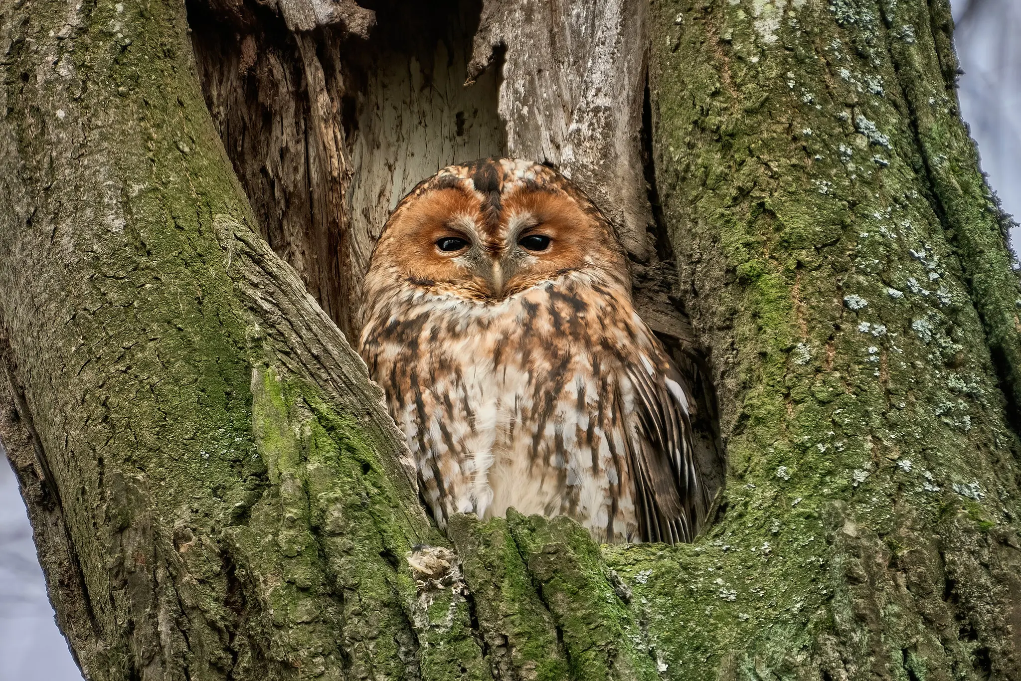 Tawny Owl