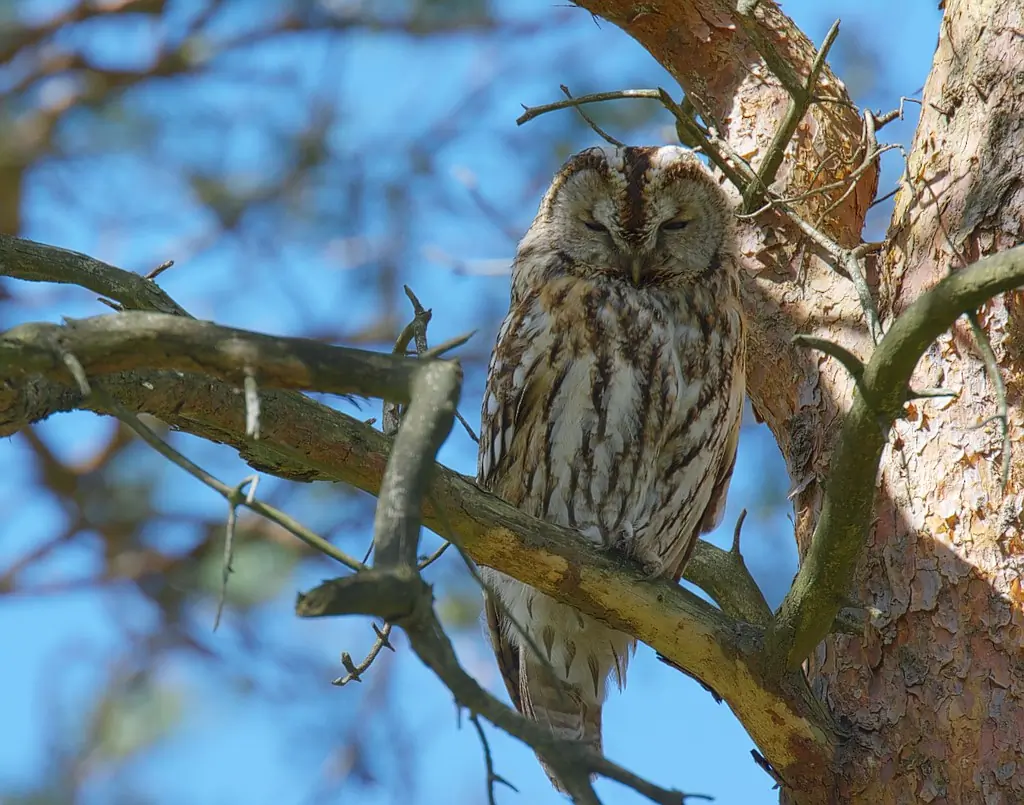 Tawny Owl
