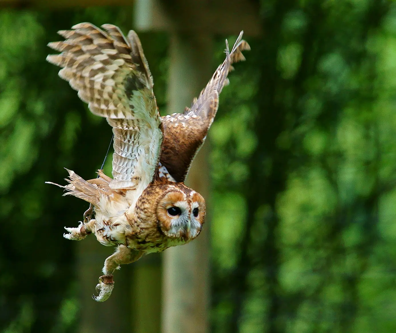 Tawny Owl