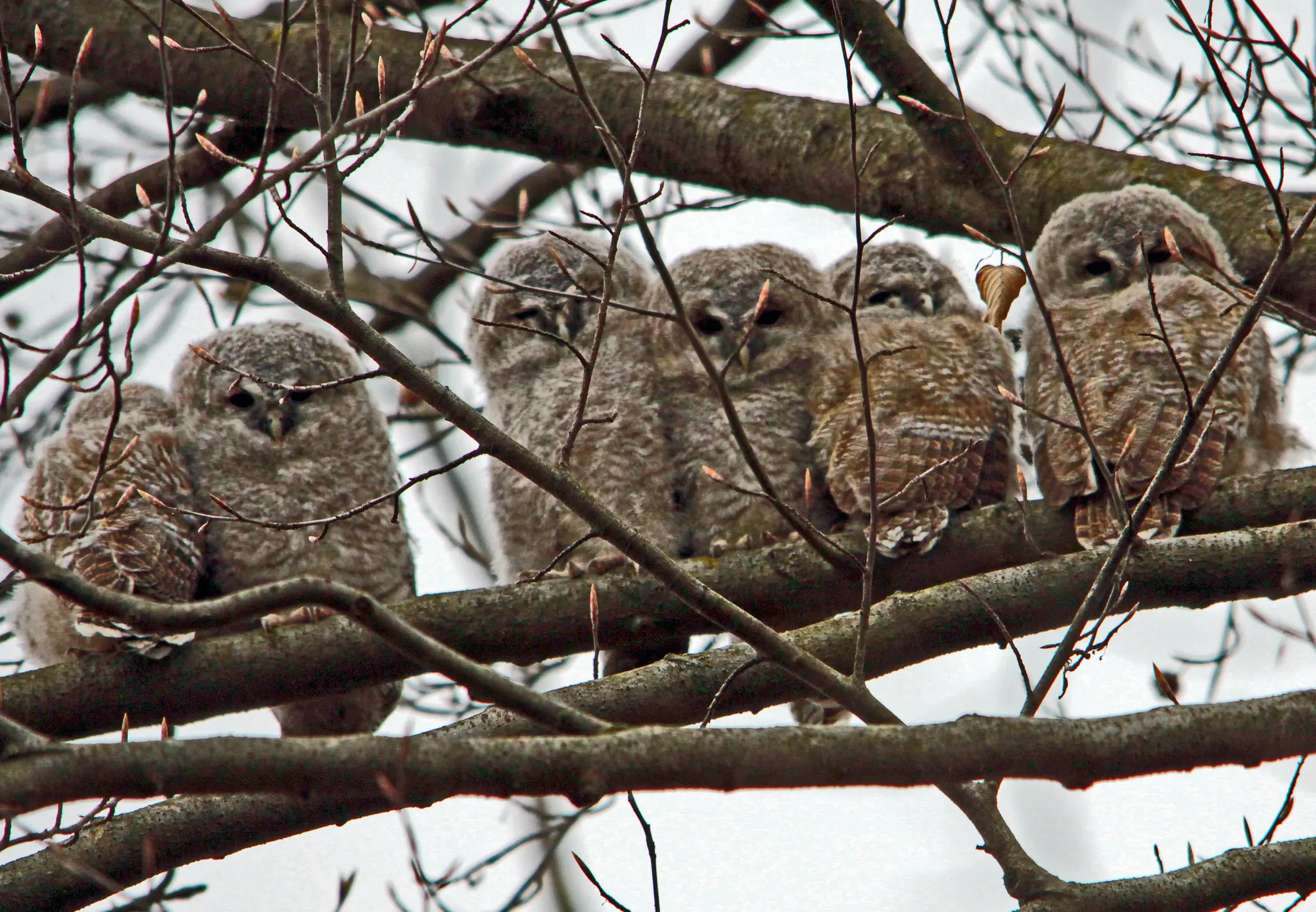 Tawny Owl